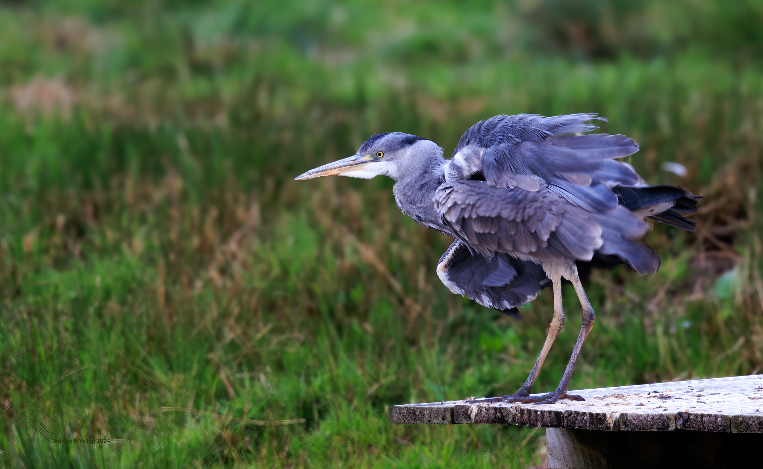Ardea cinerea,grey heron
